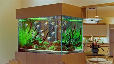 Aquarium! Design, Build and Manage Your Underwater Oasis!